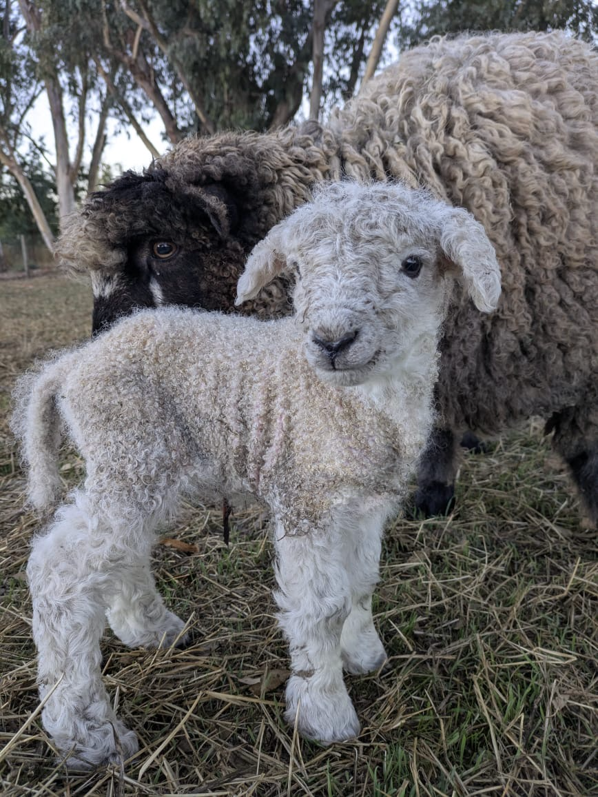 Ewe and newborn lamb