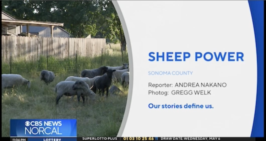 CBS News sheep power